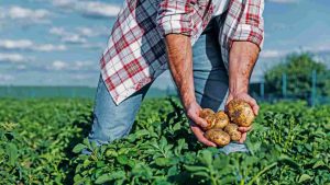 lavorare la terra