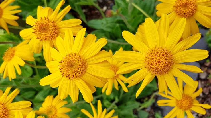 Arnica Montana, benefici e controindicazioni