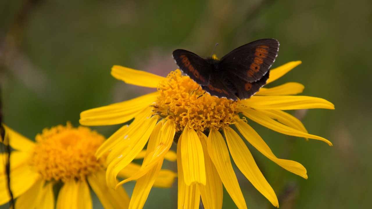 Farfalla su un fiore