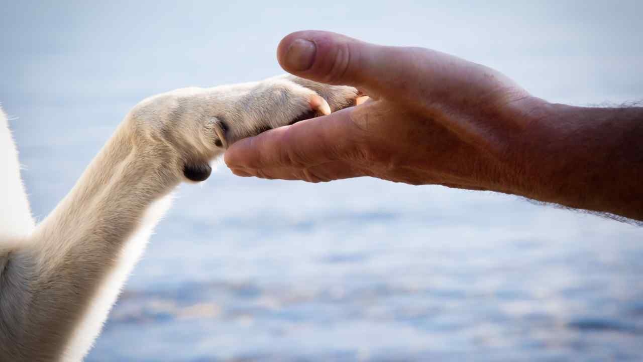 Zampa nella mano, viaggiare con i pet