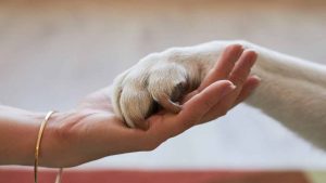 Zampa nella mano, viaggiare con gli animali domestici